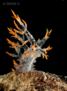 Dendronotidae ( Spikey Dendronotus )
Padang, Indonesia.
... by Irwin Ang 